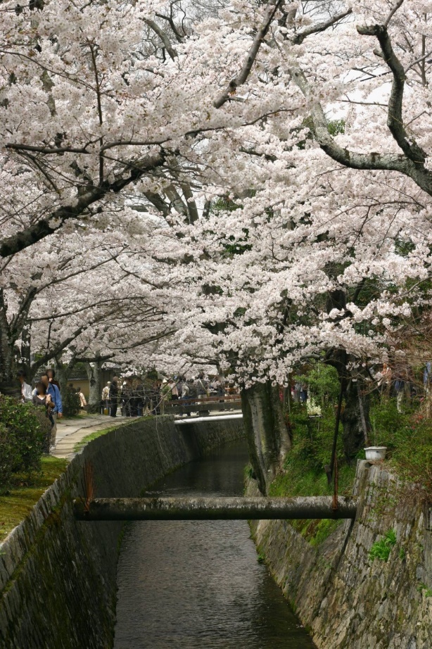 哲学の道で咲いている満開の桜の写真