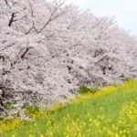 熊谷市の桜と菜の花