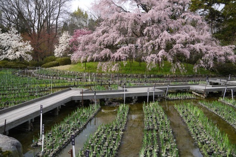 京都府立植物園の写真