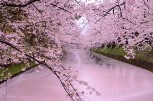 弘前市の桜の写真