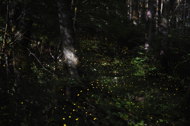 椿山荘ほたるの夕べの日程と見頃の時期は 入場料やアクセス方法は