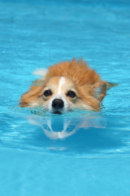 泳いでいる犬