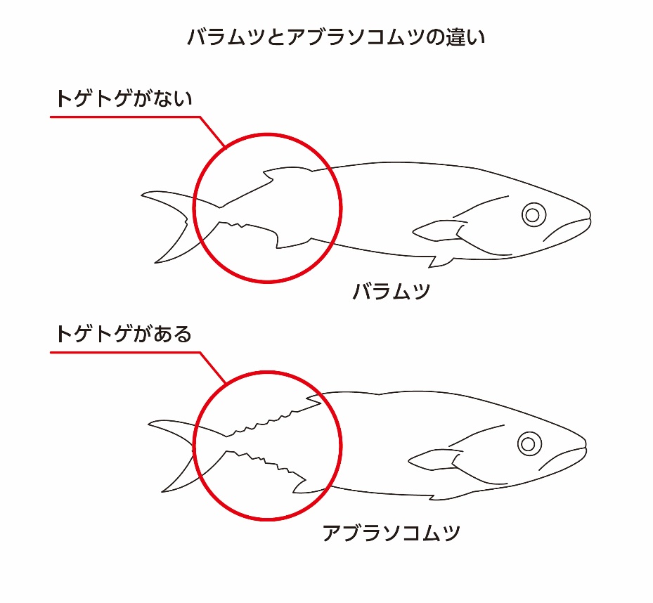 魚の違い