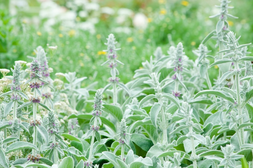 虫が嫌う植物おすすめ 害虫を家に侵入させない虫除けハーブ効果