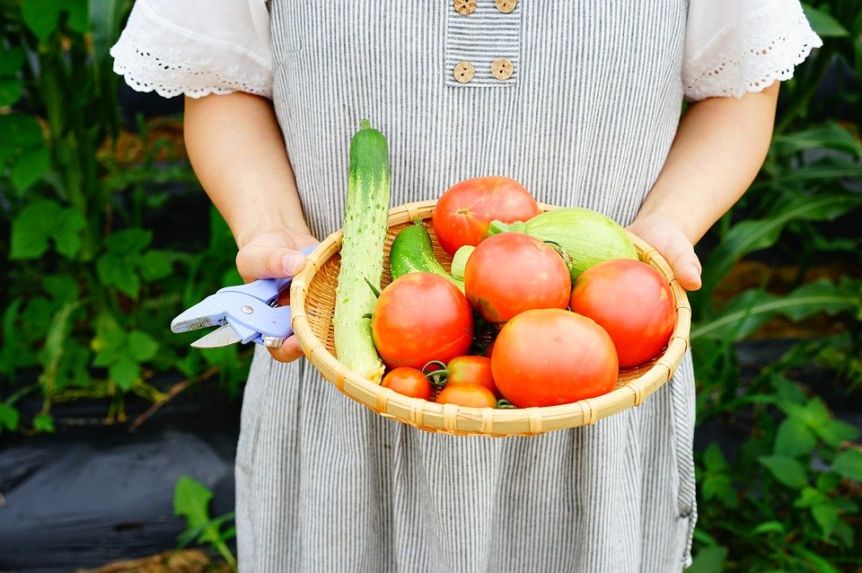 アブラムシを無農薬で駆除する簡単な方法 家庭菜園にも安全でおすすめ